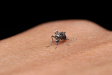 Dengue mosquito biting on hand