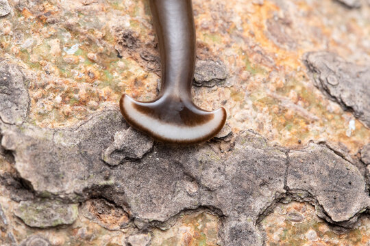Head closeup of Hammer headed slug (Humbertium sp) family Bipaliidae