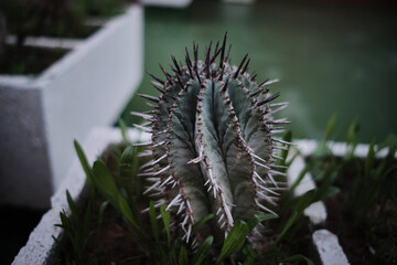 close-up photo of a street cactus in a pot