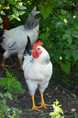 chicken with white feathers and red scallop among green grass. poultry grazes in a fenced area. poultry source of eggs and meat