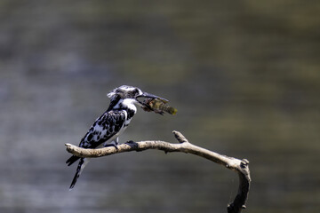 kingfisher eat on a branch