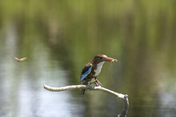 kingfisher on a branch