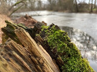 stump in the forest