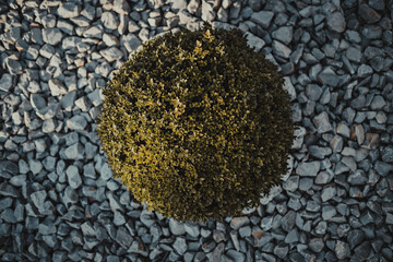 box tree on granite