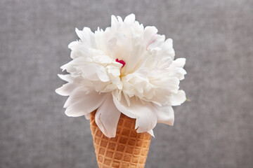 White peony flower in ice cream cone on gray background, beautiful card with blossom and dessert sweets concept