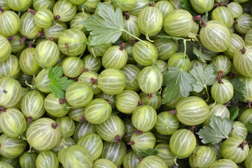 Harvested ripe berries gooseberries