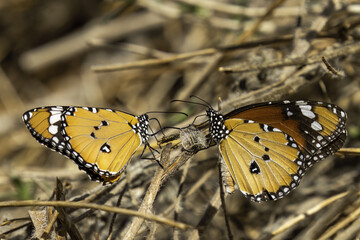 butterfly on a leaf