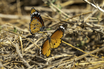 butterfly on a leaf