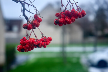 Red berries on branches of a rowan tree against a blurry background