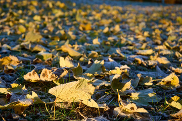 Fallen leaves lying on frozen ground illuminated by the sun in a morning