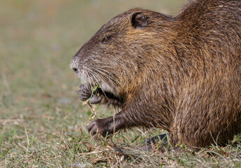The nutria (Myocastor coypus) eating grass at the bank, Houston area, Texas, USA.
