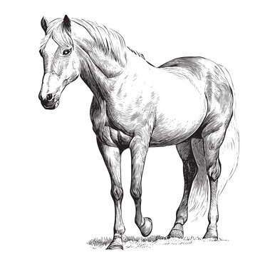 Beautiful horse standing hand drawn engraving style sketch Vector illustration