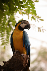 blue and gold macaw
