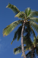 Fototapeta na wymiar Vertically oriented beautiful palm tree in a deep blue sky