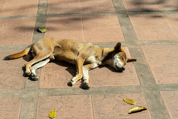 A skinny brown-haired stray dog ​​is sleeping on a brown concrete sidewalk.