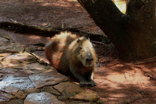 animal capivara - hydrochoerus hydrochaeris