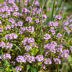 Thyme flowers and leaves close-up in a forest