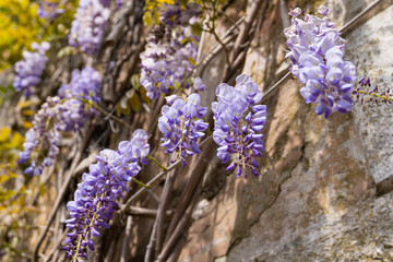 Close-up of blooming wisteria on a stone wall