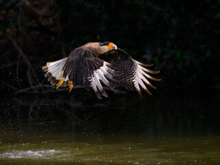 Crested Caracara in flight fishing on the river 
