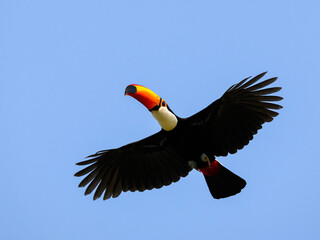 Toco Toucan in flight against blue sky