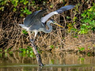 Cocoi Heron with open wings ready to take off