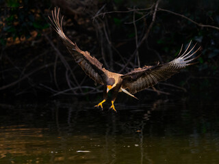 Fototapeta premium Crested Caracara in flight fishing on the river 