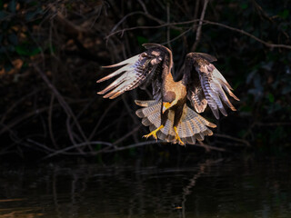Crested Caracara in flight fishing on the river 