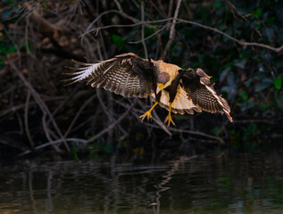 Crested Caracara in flight fishing on the river 