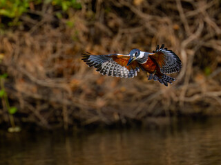 Ringed Kingfisher in flight, diving for the fish