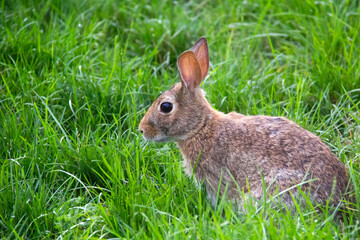 Naklejka na ściany i meble Brown rabbit standing in the grass