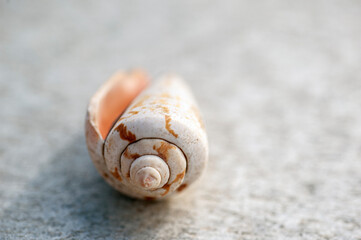 Ocean Elements still life photography. Seashells photographed in natural light on stone. 
