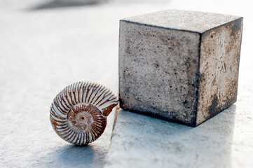 Ammonite fossil seashell with rough square form on grey stone. 