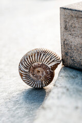 Ammonite fossil seashell with rough square form on grey stone. 