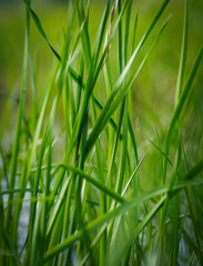 Naklejka premium green grass background