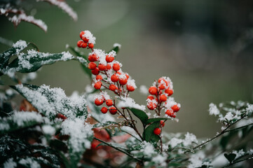 red berries in snow