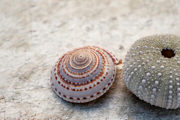 Ocean Elements still life photography. Seashells photographed in natural light on stone. 