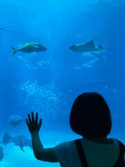 Asian girl gazing at fish