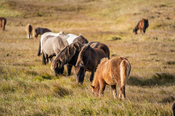 Naklejka na ściany i meble wild natural horses grazing in the meadow