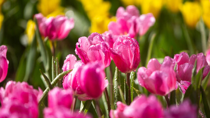 pink and white tulips