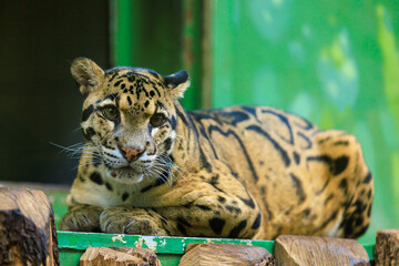 The leopard is a species of carnivorous mammal in the cat family. Background with selective focus