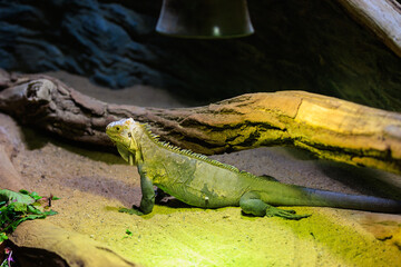 Iguana. Background with selective focus and copy space