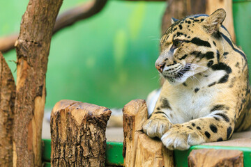 leopard close up. Background with selective focus and copy space