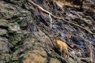 Alpine ibex. Background with selective focus and copy space