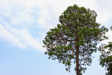Green coniferous plants in the mountainous part of the Turkish Mediterranean coast. Atmospheric landscape