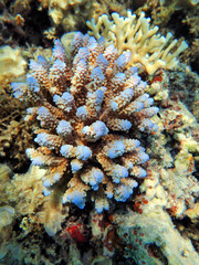 Naklejka na ściany i meble Underwater scenes on Acropora SPS coral colony into the sea