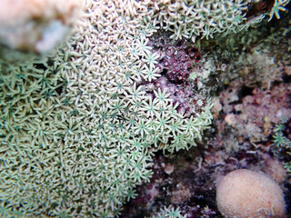 Organ pipe coral - (Tubipora musica)