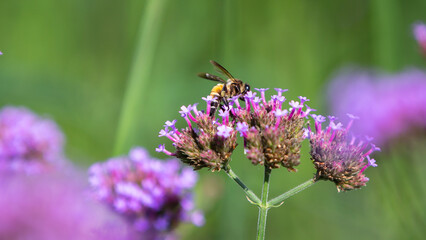 bee on a flower