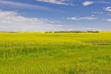 Fototapeta premium Bright yellow canola crop.