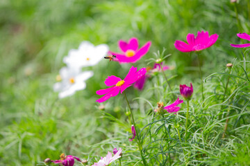 Obraz premium pink flowers in the garden