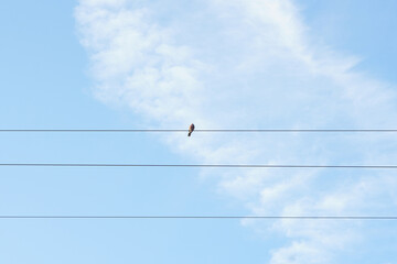 Birds perched on power lines, sky background